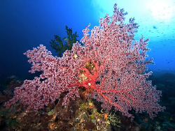 "Red coral" Taken at the Raja Ampat. Wide angel, 8mm. by Henry Jager 